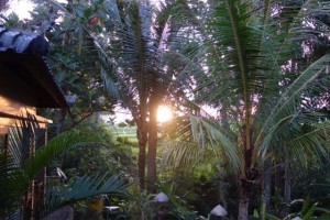 椰子の木の向こうの田園を夕陽が沈んでいく
